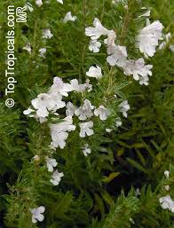 Image result for Satureja