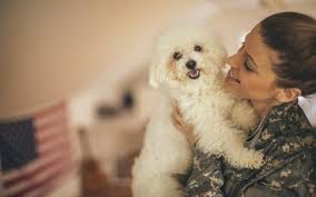 Island pet movers works directly with your veterinarian to verify this information. Pcs And Your Pet Pets For Patriots