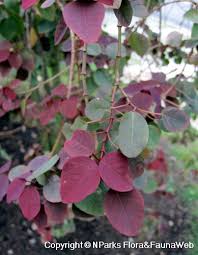 Image result for Euphorbia cotinifolia
