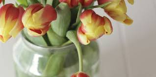 Now you can shop for it and enjoy a good deal on aliexpress! How To Stop Tulips Drooping Tulips In A Vase Tulip Flower