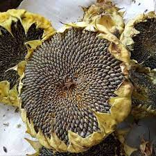 Melihat jutaan batang tanaman bunga matahari tumbuh di satu tempat, tentu. L3gi 200 Biji Benih Kwaci Kuaci Bunga Matahari Sunflower Super Jumbo Big Lazada Indonesia