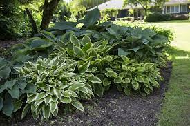 Vor einem anderen problem steht derjenige, dessen garten in die jahre gekommen ist, und die gewachsenen bäume und sträucher heute dort schatten werfen, wo bei der neuanlage noch volle besonnung vorgeherrscht hatte. Pflanzen Fur Den Schatten