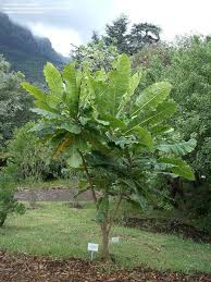 Image result for Anthocleista vogelii