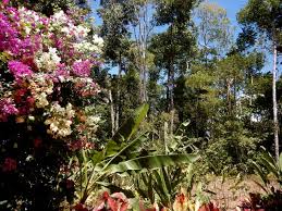 Scientists divide the rainforest into strata (zones) based on. Tropical Rainforest And Wildlife Reserve