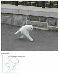 Pin By Sebastian Creson On Omg Hilarious Funny Pictures Funny Animals