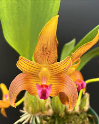 Image result for Bulbophyllum kivuense