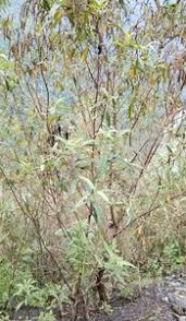 Image result for Toddalia simplicifolia