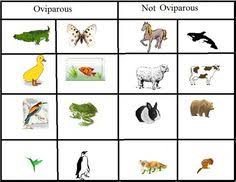 12 Best Hatching Inquiry Images Animal Classification