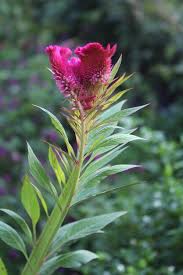 Image result for Amaranthaceae