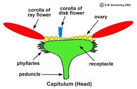 Inflorescence Terminology Part 2 Sunflower Family Planting Flowers Sunflower