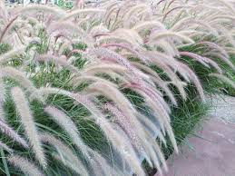 Image result for Acrachne