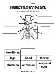 Discover ideas about body diagram. Insects Body Parts Worksheets Teaching Resources Tpt