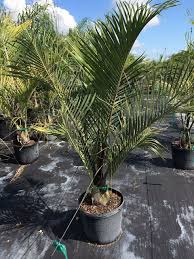 Image result for Dypsis decaryi