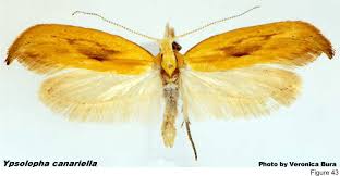 Eight spotted forester moth spiritual meaning. Description Of Families Of Lepidoptera