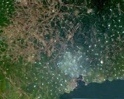 Image result for Selago coerulea