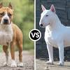 What does a staffordshire bull terrier look like? 3
