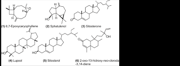 Image result for Allophylus rubifolius