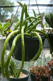 Image result for Monadenium friesii