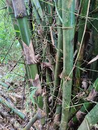 Image result for Bambusa vulgaris