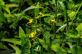 Image result for Aneilema dregeanum