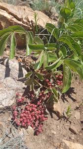 Image result for Lannea edulis