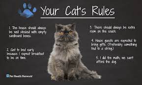 Pin By Pet Health Network On Cats We Love Cats Cat Behavior Cat Love