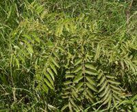 Image result for Senna petersiana