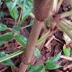 Image result for Palisota schweinfurthii