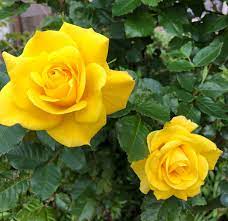 Seeds for greenhouses, farm markets. Pin On Amazing Rare Rose Flower Seeds Growing Roses From Seeds