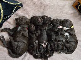 Black male labradoodle, 6 weeks old. About Us