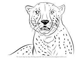 First the torso, then the legs, and finally the head with. Learn How To Draw A Cheetah S Face Big Cats Step By Step Drawing Tutorials
