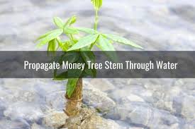 Check spelling or type a new query. Money Tree Propagation And Repotting All You Need To Know Ready To Diy
