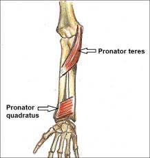 Forearm Anterior Anatomy Of The Upper Limb Pronator quadratus is a square shaped muscle on the distal forearm that acts to pronate (turn so the palm faces downwards) the hand. forearm anterior anatomy of the