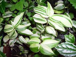 Very interesting member of the wandering jew family. Pin On My Home Inside And Outside