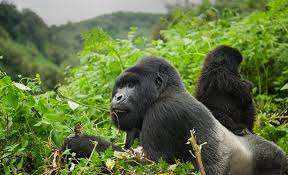 Gorillas No Longer In The Mist - Animal Talk
