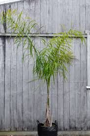 Image result for Syagrus romanzoffiana