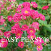 Oso easy hot paprika® rosa grower sheet plant of the week: Https Encrypted Tbn0 Gstatic Com Images Q Tbn And9gcr9inmmlaku8dledv7bht4moor7gcpwty5 40dinelagnaru0zr Usqp Cau