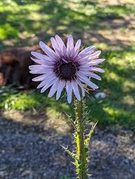 Image result for Berkheya speciosa
