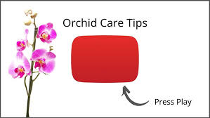 Check spelling or type a new query. The 5 Best Orchid Potting Mixes And Where To Buy Them