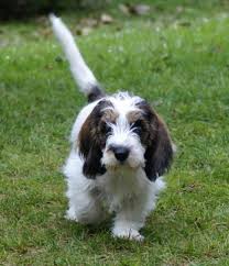 Image result for malý vendéeský hrubosrstý honič