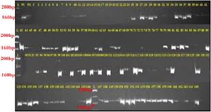 Image result for Cyamopsis serrata