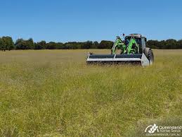 Image result for Dichanthium sericeum