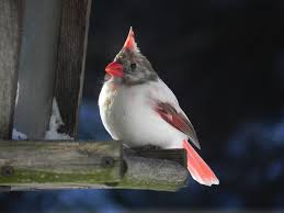 This small bird is often mistaken for the northern cardinal because of its colors. White Cardinal Feederwatch