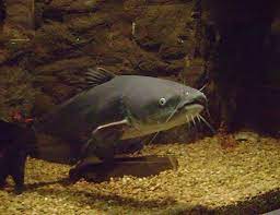 Blue Catfish Life Expectancy