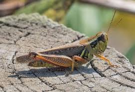 The redlegged grasshopper is a crop pest. Maryland Biodiversity Project Red Legged Grasshopper Melanoplus Femurrubrum