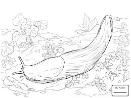 Some of the coloring page names are carrot which has large leaves coloring fruit, fruit lettuce coloring, lettuce vector images over 220, large coloring at, picnic food coloring colouring. Lettuce Sea Slug Coloring Page Free Coloring Library Coloring Home