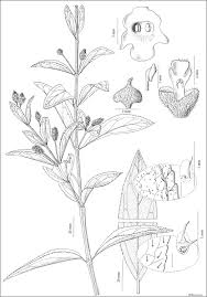 Image result for Lippia javanica