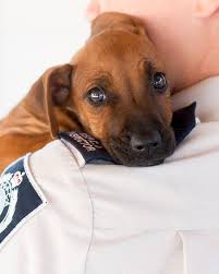 I understand that if i am accepted as a volunteer, any false statements, omissions, or other misrepresentations made by me on this application may result in my immediate dismissal. Homepage Rspca Nsw Helping People Help Animals