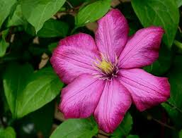 картинка я люблю свою работу я приду сюда в субботу How To Grow A Garden With Minimal Space Clematis Flower Flower Essences