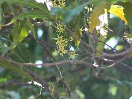 Image result for Monoon longifolium